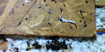 Remove Squirrels from Attic of Cornelius Home