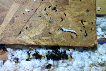 Remove Squirrels from Attic of Cornelius Home Remove Squirrels from Attic of Cornelius Home