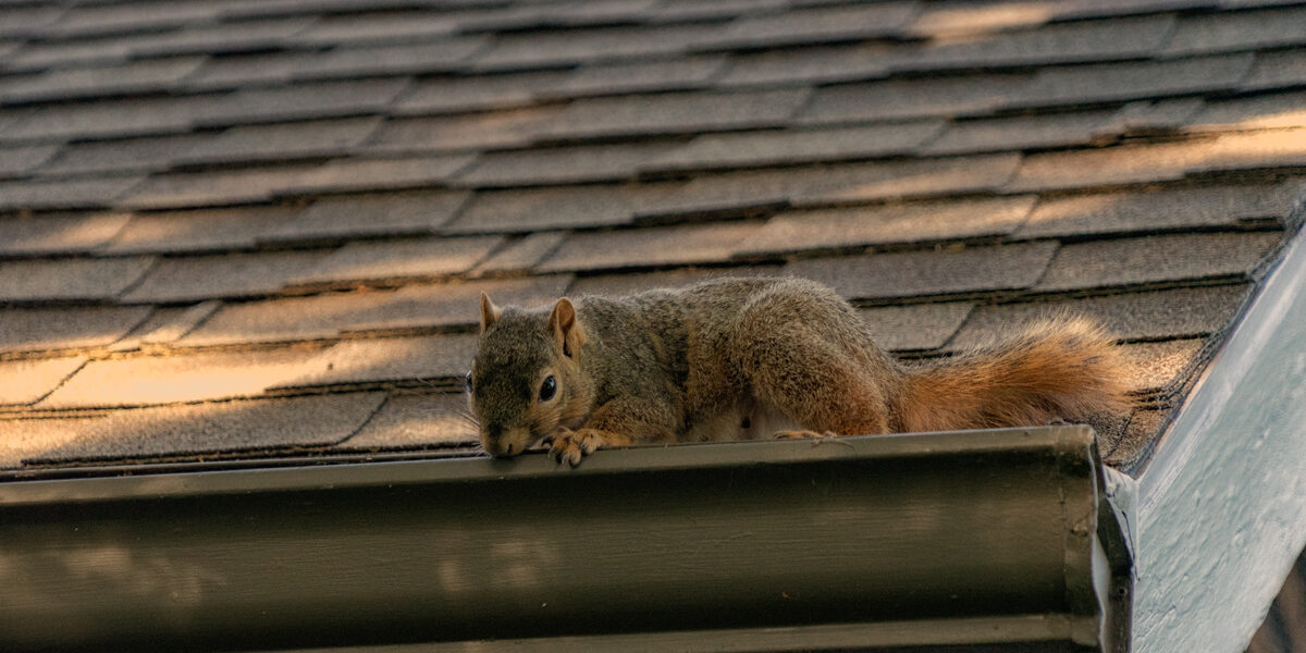 Stop Squirrels in Attic » The Money Pit