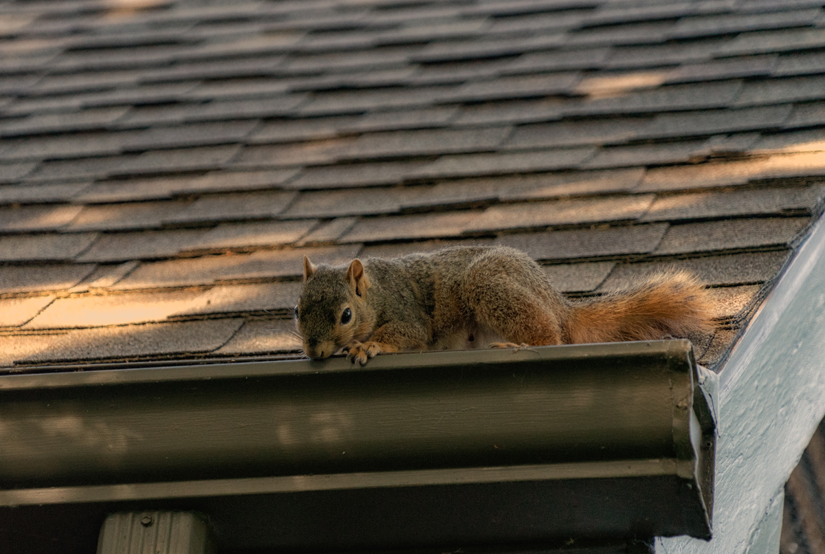 How to remove squirrel in the attic