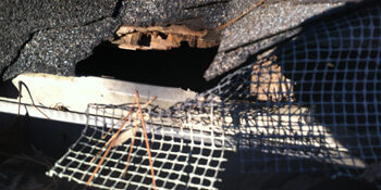 Squirrel Damage Repair Project in Huntersville Squirrel Damage Repair Project in Huntersville