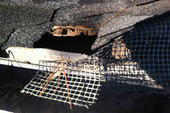 Squirrel Damage Repair Project in Huntersville Squirrel Damage Repair Project in Huntersville