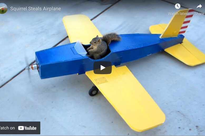 Dangers of Flying Squirrels to the Public Dangers of Flying Squirrels to the Public