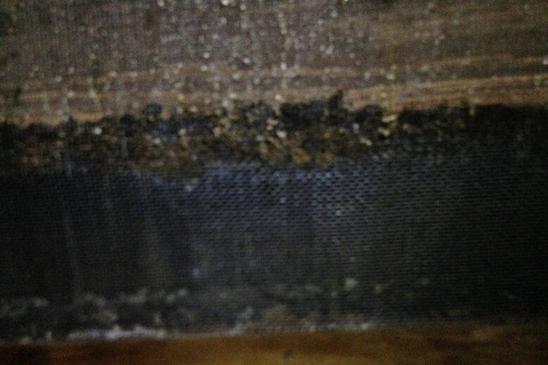 The Dangers of Bat Guano In Your Home The Dangers of Bat Guano In Your Home