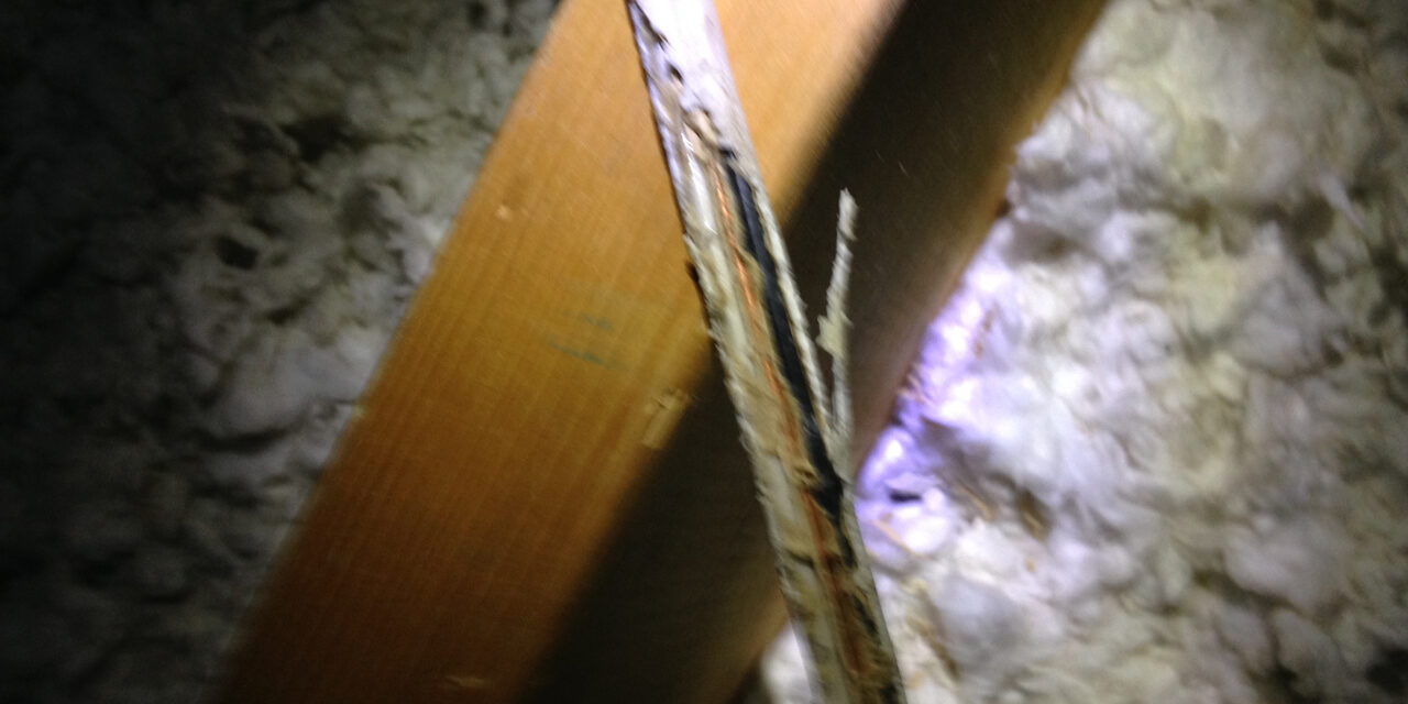 Squirrel Electrical Damage Repair Project Squirrel Electrical Damage Repair Project