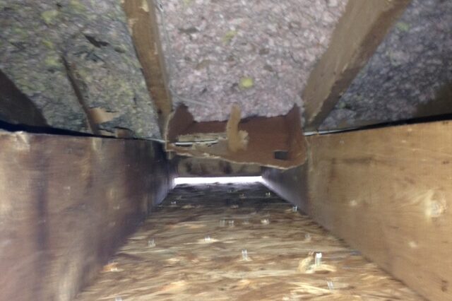 Get Rid of Squirrels in Matthews Home Get Rid of Squirrels in Matthews Home