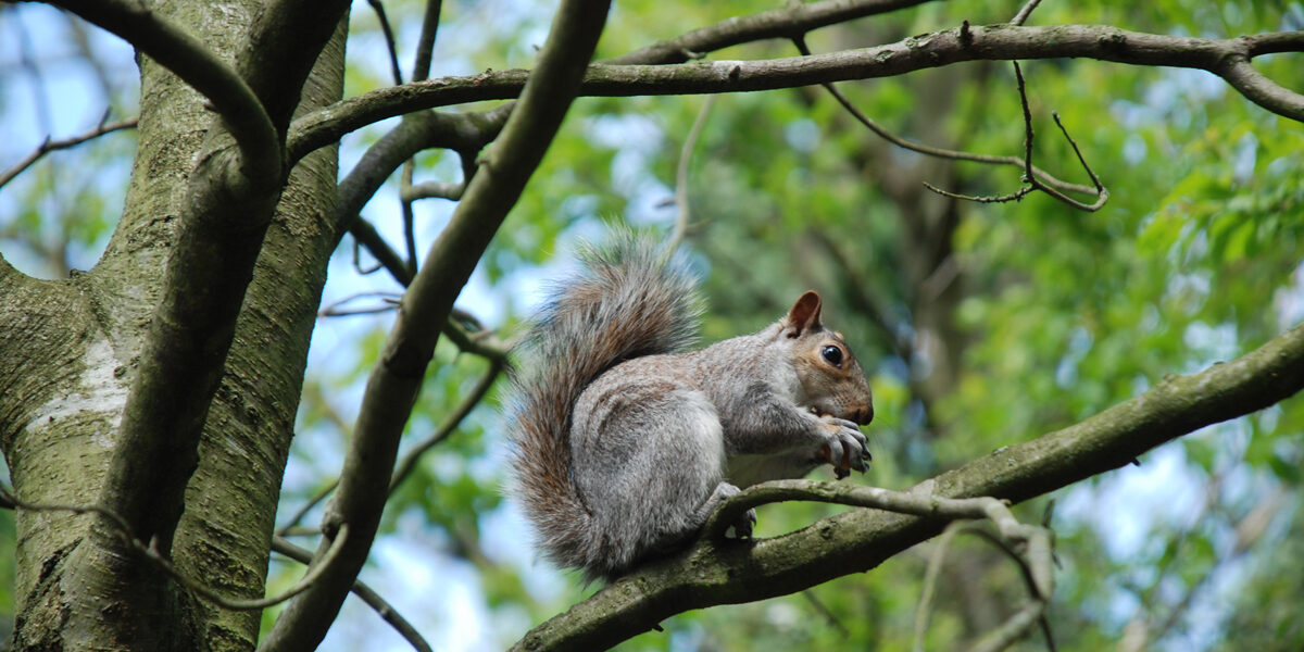 Why Are There So Many Squirrels In Matthews? Why Are There So Many Squirrels In Matthews?