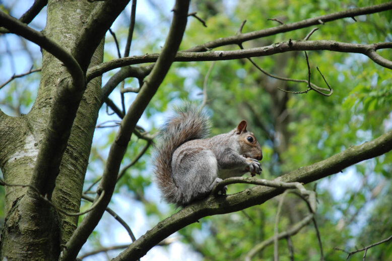 Why Are There So Many Squirrels In Matthews? Why Are There So Many Squirrels In Matthews?