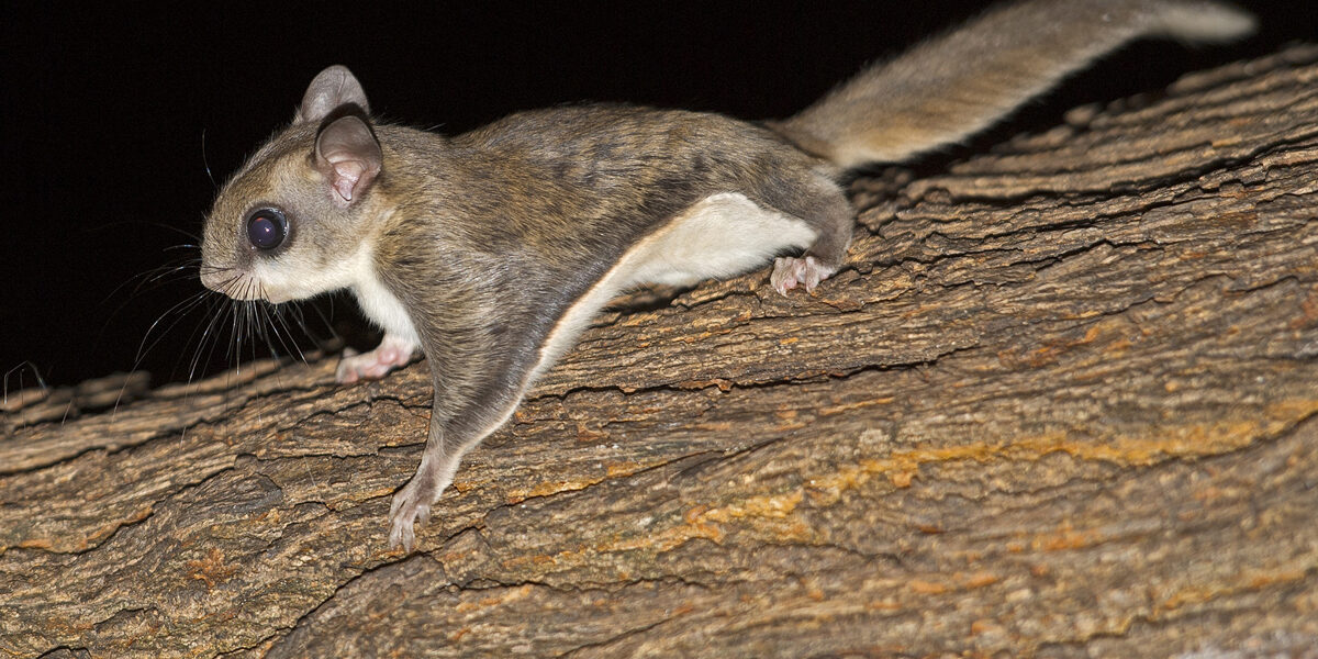 Flying Squirrel Removal - How Do You Get Rid of Flying Squirrels in the  Attic?