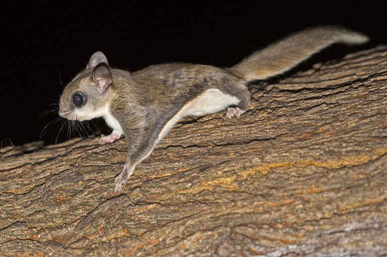 Flying Squirrel Project in Matthews North Carolina Flying Squirrel Project in Matthews North Carolina