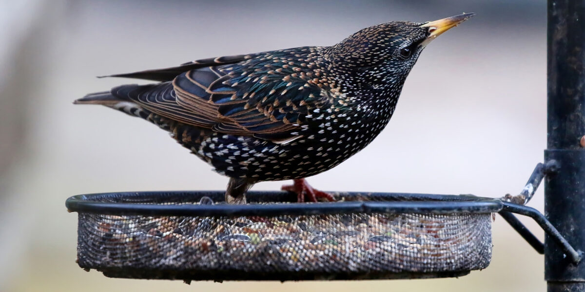How Do Birds Choose Where to Nest? [Video] - Varment Guard Wildlife Services