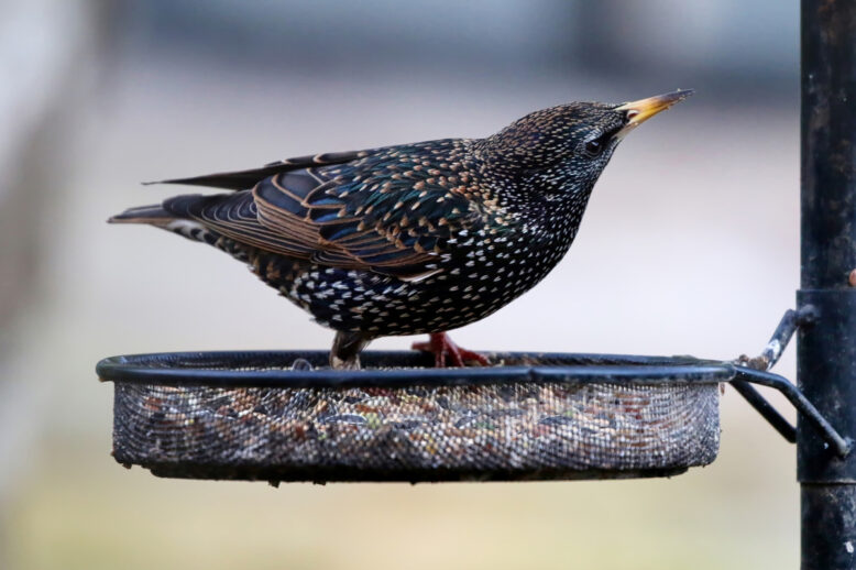 Birds in Bathroom Vents? Call For Bird Removal Service Birds in Bathroom Vents? Call For Bird Removal Service