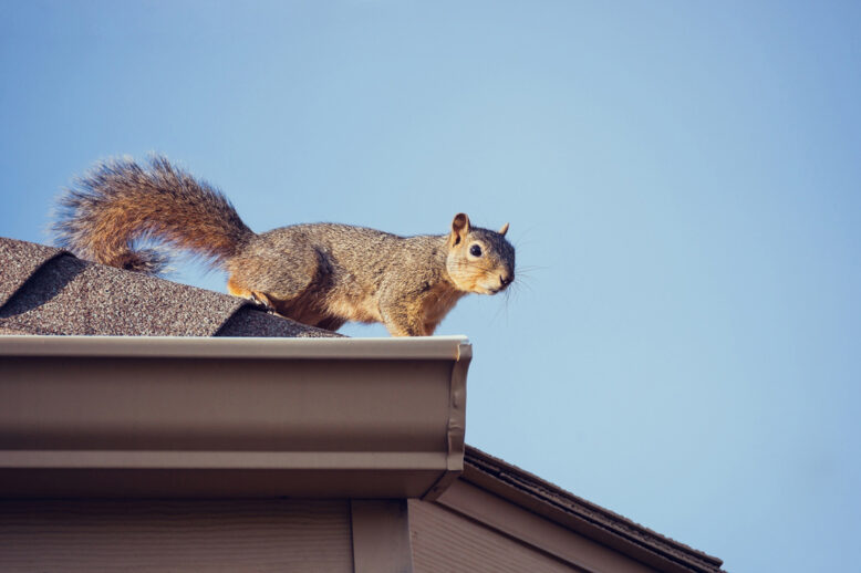 Do You Have Grey Squirrels In The Attic Of Your Home? Do You Have Grey Squirrels In The Attic Of Your Home?
