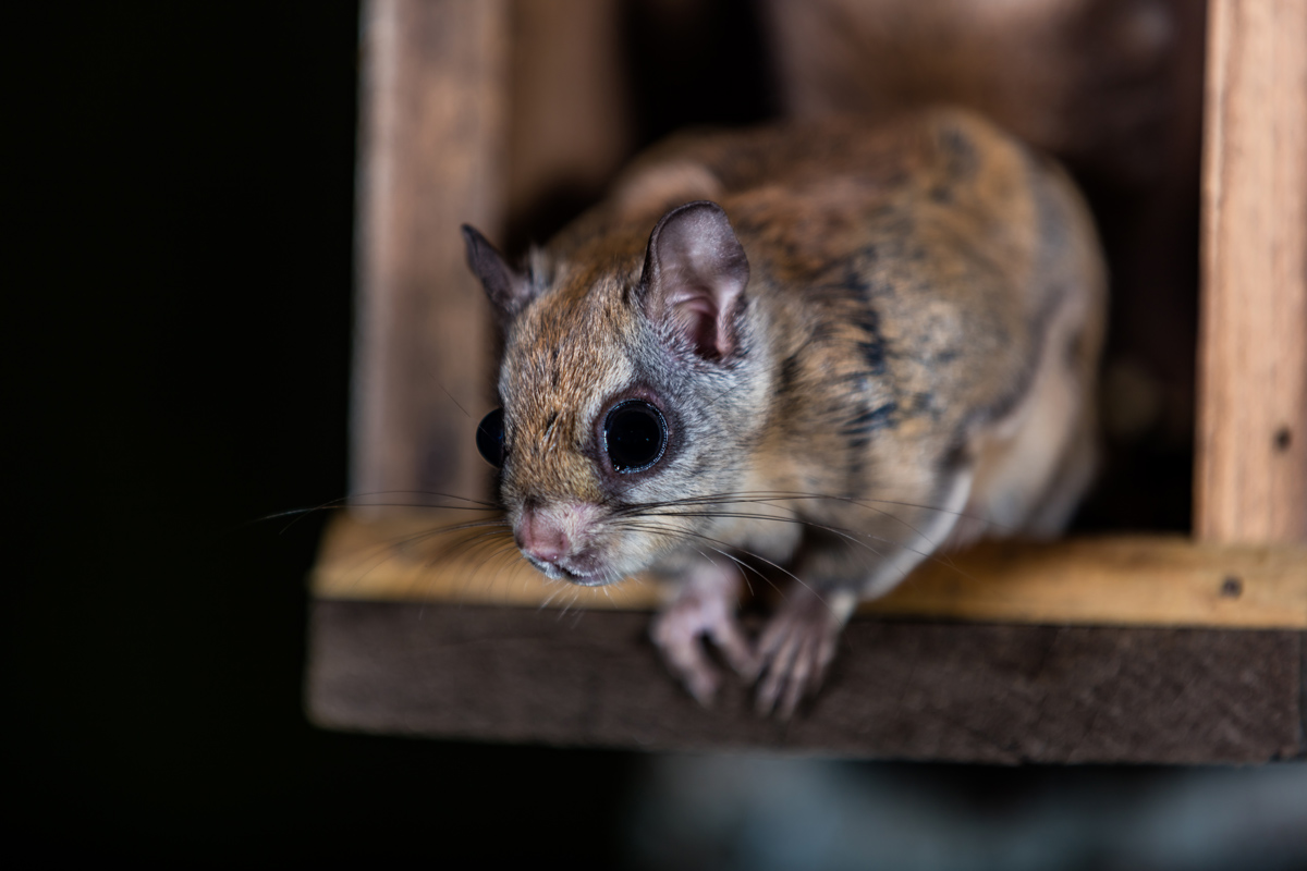 How to get flying squirrels out of my attic - Quora