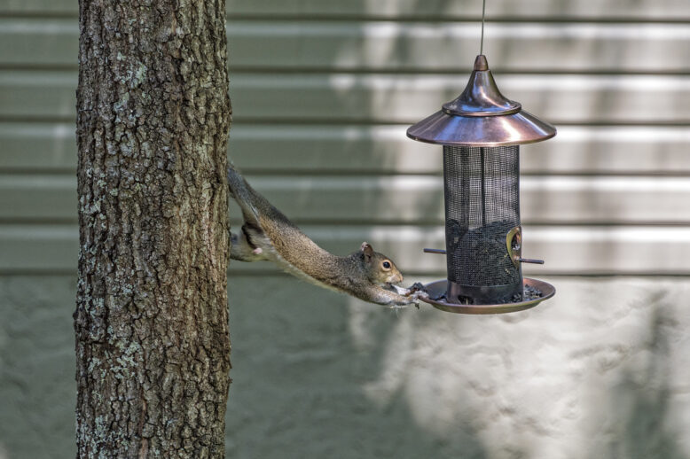 Tricks To Keep Squirrels Away From Your Home Tricks To Keep Squirrels Away From Your Home