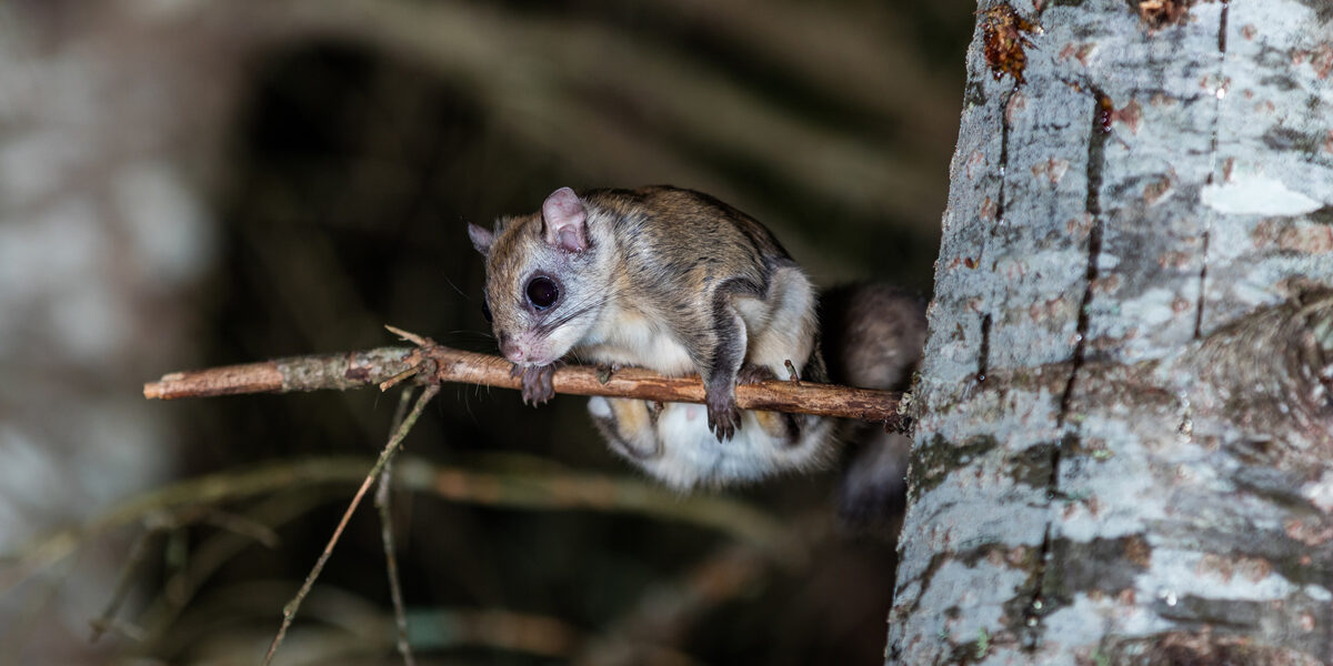 Flying Squirrels Are The Latest Epidemic In Charlotte Flying Squirrels Are The Latest Epidemic In Charlotte