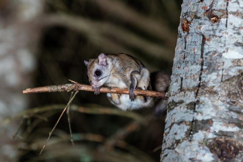 Flying Squirrels Are The Latest Epidemic In Charlotte Flying Squirrels Are The Latest Epidemic In Charlotte