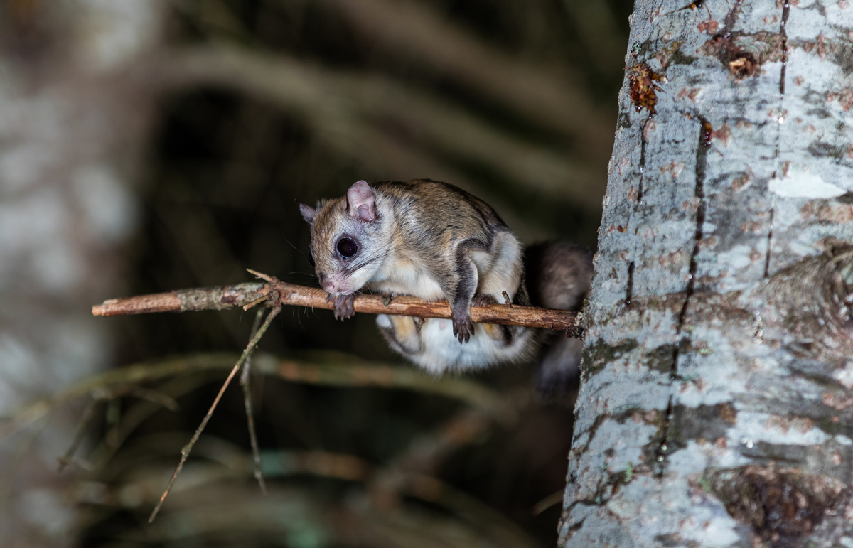 https://varmintgone.com/wp-content/uploads/2019/02/Flying-Squirrels-Are-The-Latest-Epidemic-In-Charlotte.jpg
