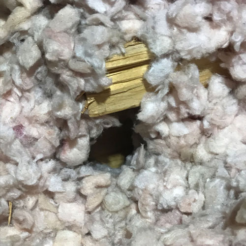 Flying Squirrels Are The Latest Epidemic In Charlotte Varmint Gone