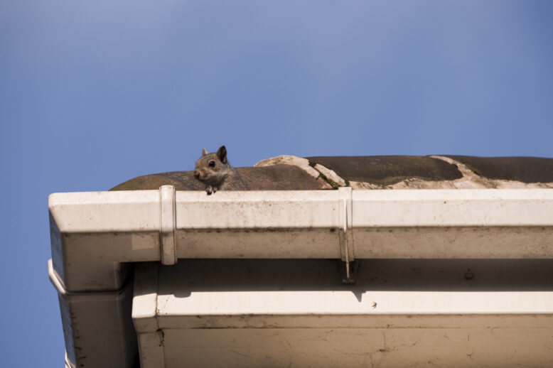Does Homeowners Insurance Cover Squirrel Damage Does Homeowners Insurance Cover Squirrel Damage