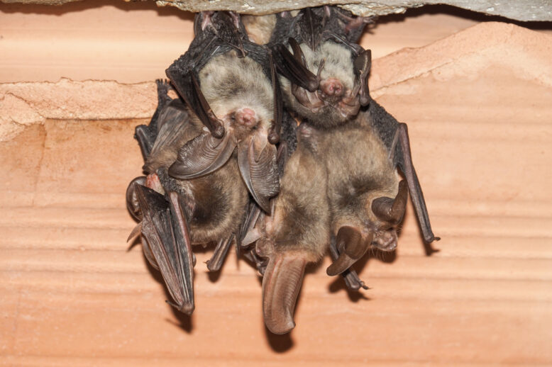 Will Homeowners Insurance Cover Bat Removal & Bat Cleanup Will Homeowners Insurance Cover Bat Removal & Bat Cleanup