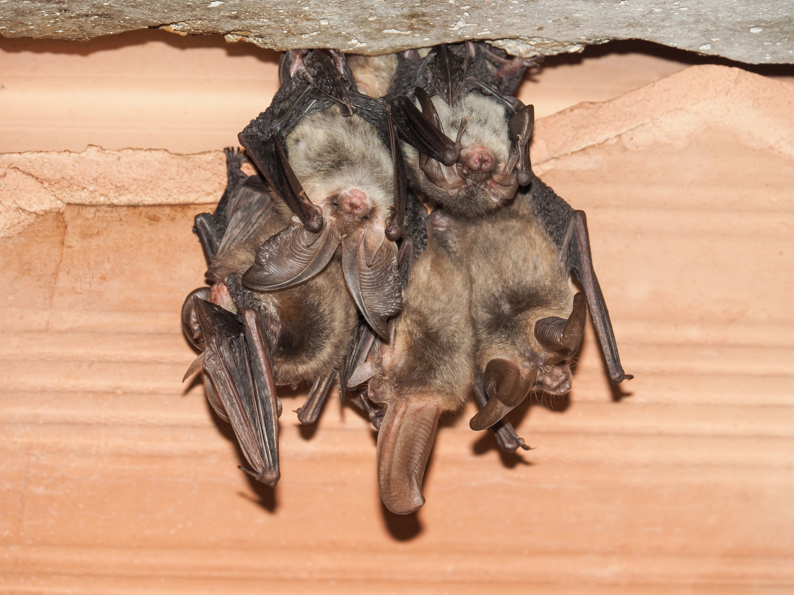 Will Homeowners Insurance Cover Bat Removal? - Varmint Gone