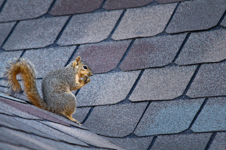 The Best Way To Remove Squirrels The Best Way To Remove Squirrels