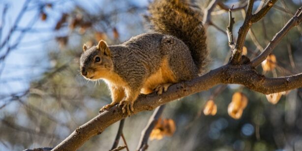 Will Trimming My Trees Keep Squirrels Out Of My House?