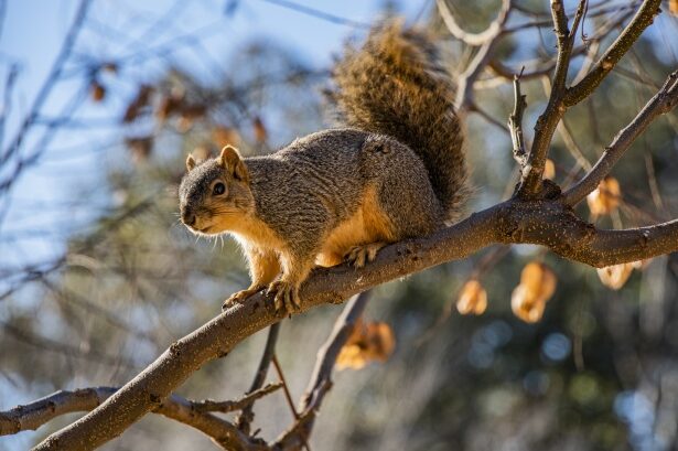 Will Trimming My Trees Keep Squirrels Out Of My House? Will Trimming My Trees Keep Squirrels Out Of My House?