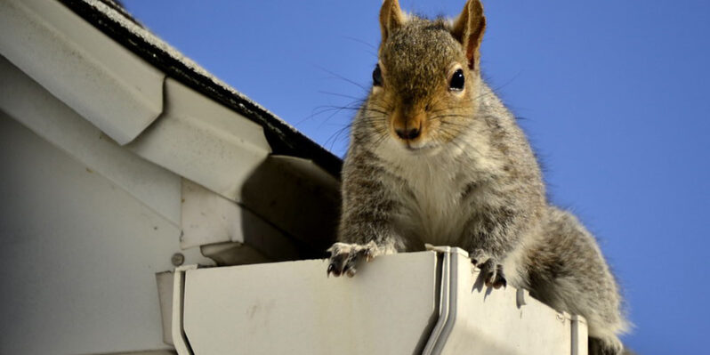 Will Adding Gutter Guards Keep Squirrels Out of My Home? Will Adding Gutter Guards Keep Squirrels Out of My Home?