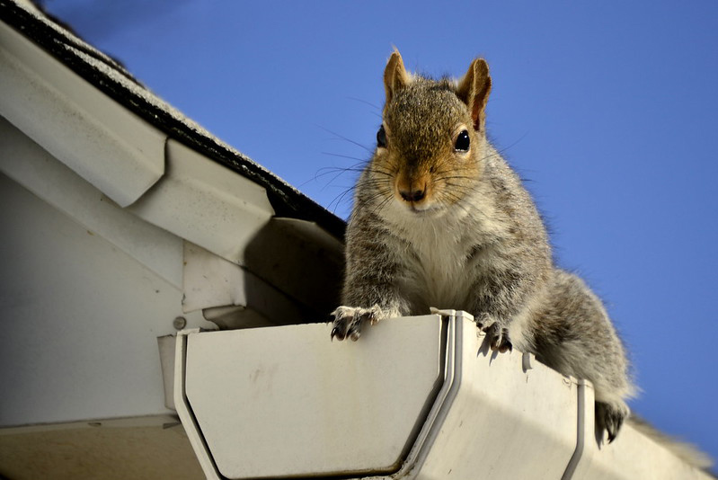 Getting Squirrels out of Attics in a Nutshell — Wildlife Company LLC