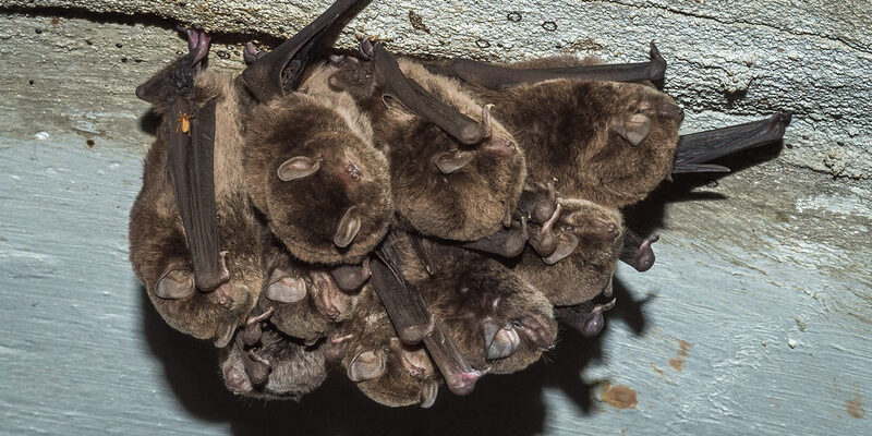 Do Bats Spread Viruses? Do Bats Spread Viruses?