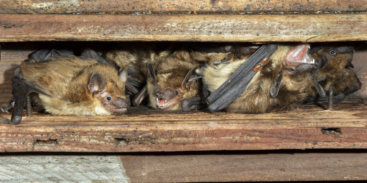 Can I Remove Bats During Bat Birthing Season? Can I Remove Bats During Bat Birthing Season?