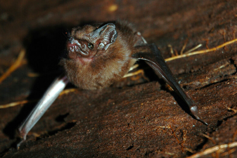 To Remove Bat Guano Or Not? Comparing Bat Removal Services