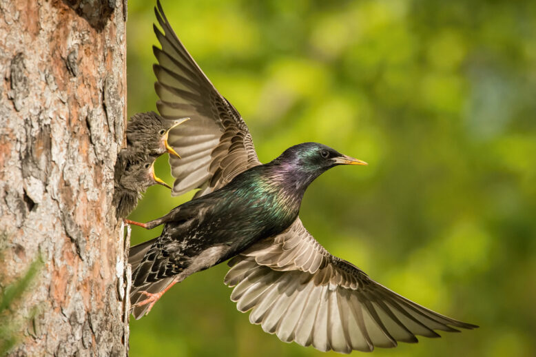 How Much Does Bird Removal Cost How Much Does Bird Removal Cost