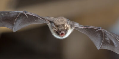Varmint Gone Bat Removal Services Charlotte