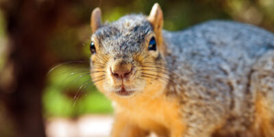 Varmint Gone Squirrel Removal Services Charlotte