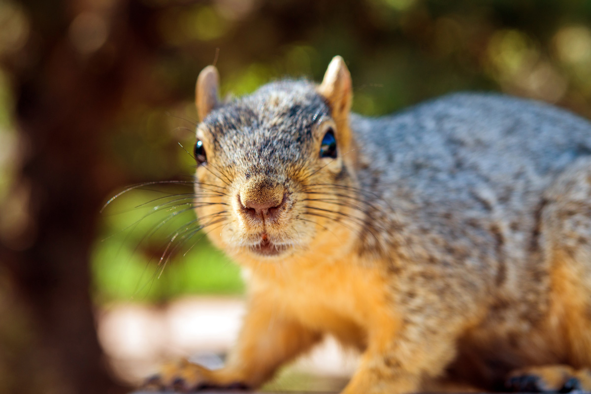 Squirrel Removal in Greater Danbury - Effective Pest Management