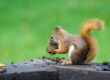 Fascinating Facts About Squirrels