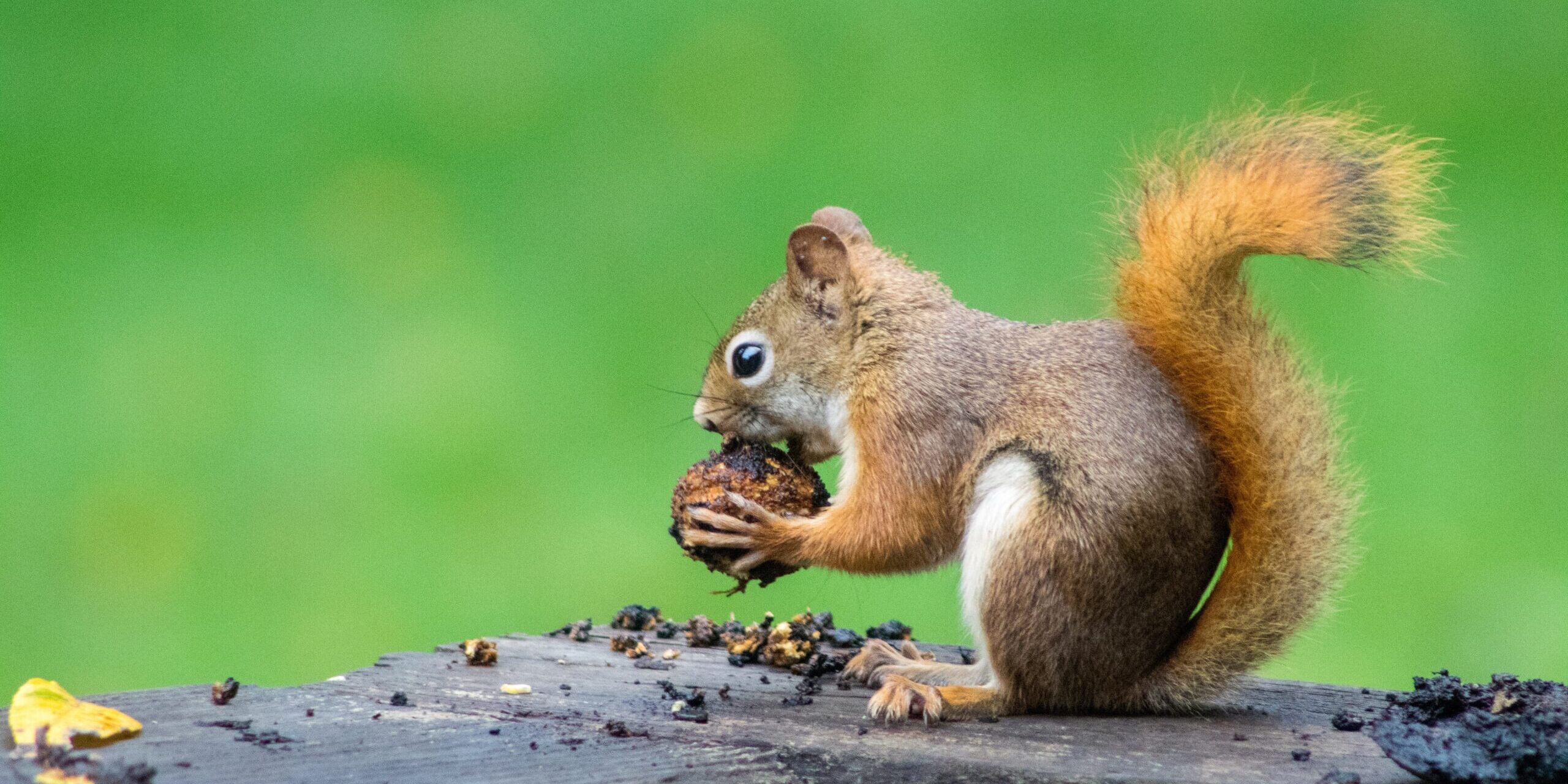Fascinating Facts About Squirrels