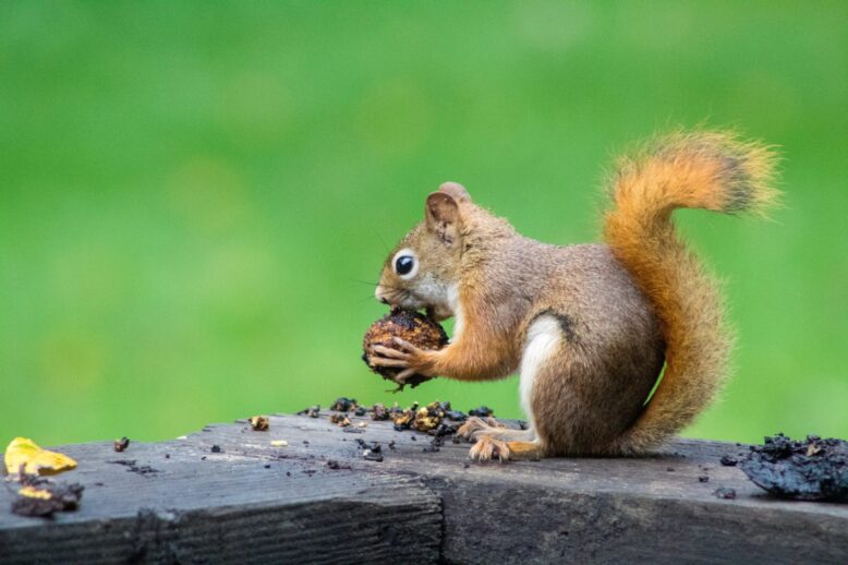 Fascinating Facts About Squirrels Fascinating Facts About Squirrels