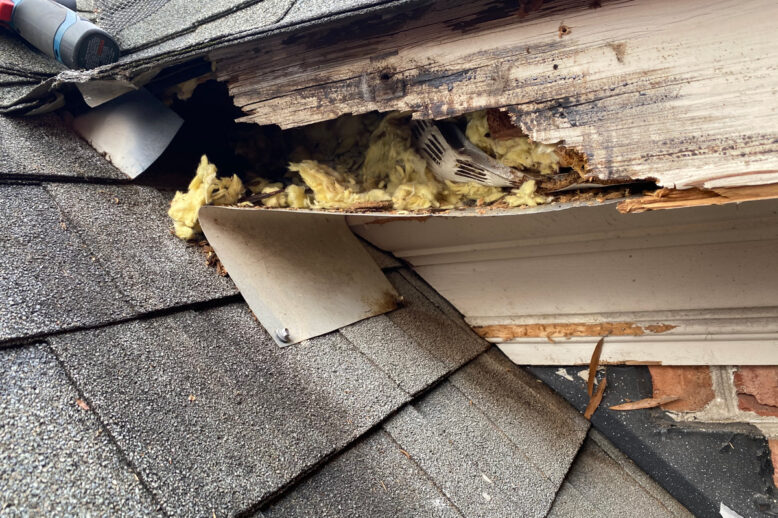 How Exterior Squirrel Damage Can Affect Your Home How Exterior Squirrel Damage Can Affect Your Home