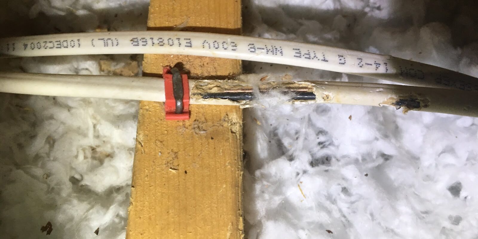 squirrel electrical damage