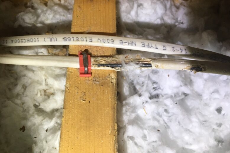 squirrel electrical damage squirrel electrical damage