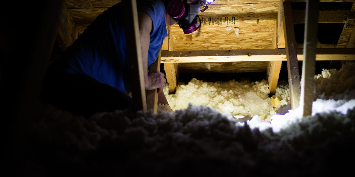 How Squirrel Insulation Damage Can Affect Your Home How Squirrel Insulation Damage Can Affect Your Home