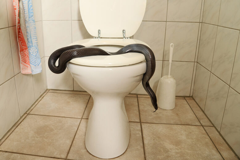 How To Keep Snakes Away From Your Home How To Keep Snakes Away From Your Home