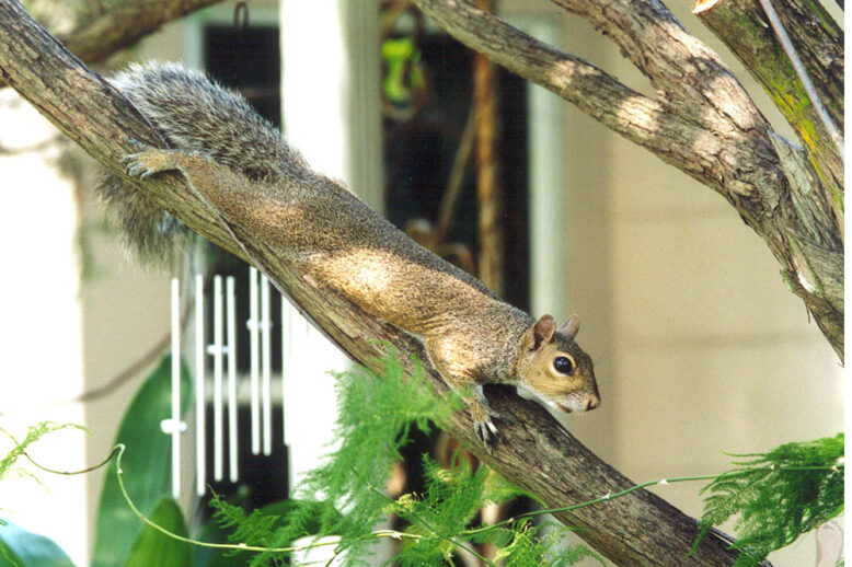Squirrel Damage Control for Your Home Squirrel Damage Control for Your Home