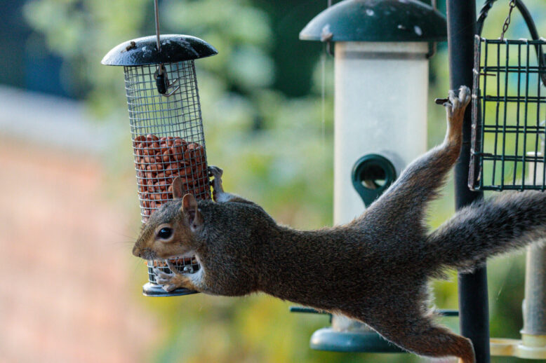 Do Bird Feeders Encourage Squirrels to Invade Your Home