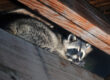 Who to call to remove a raccoon from your attic
