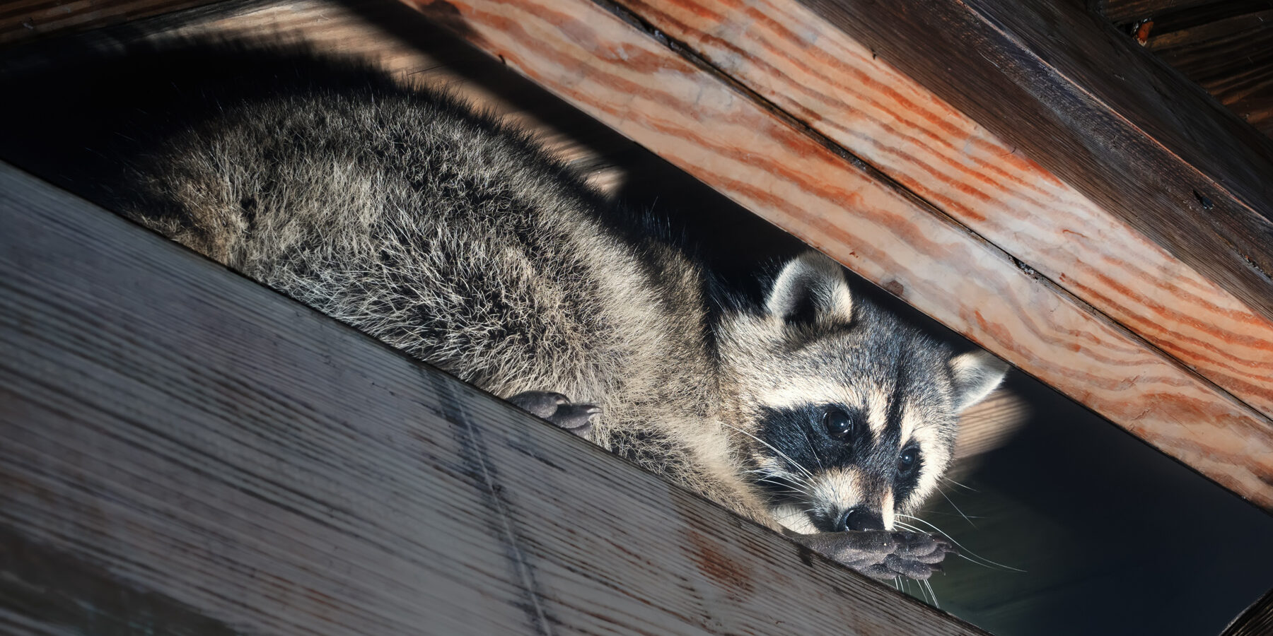 Who to call to remove a raccoon from your attic